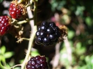 meditación y frutos